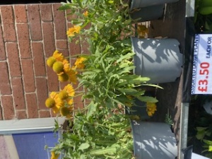 Large Plant (Assorted) 3.50 each or 3 for 10